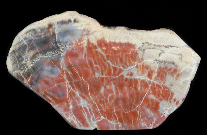 Jurassic Petrified Wood Slab - Henry Mountain #38570